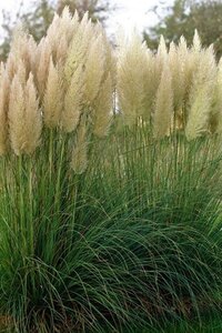 Cortaderia s. 'Pumila' geen maat specificatie 0,55L/P9cm