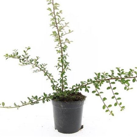 Cotoneaster suec. 'Skogholm' geen maat specificatie cont. 1,5L