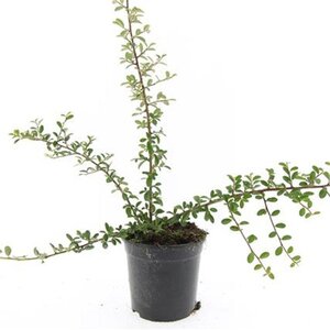 Cotoneaster suec. 'Skogholm' geen maat specificatie cont. 1,5L
