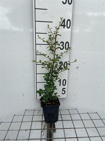 Cotoneaster suec. 'Skogholm' geen maat specificatie 0,55L/P9cm - afbeelding 2