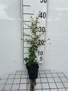 Cotoneaster suec. 'Skogholm' geen maat specificatie 0,55L/P9cm - afbeelding 2