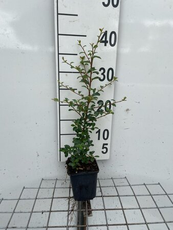 Cotoneaster suec. 'Skogholm' geen maat specificatie 0,55L/P9cm - afbeelding 3