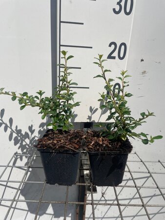Cotoneaster suec. 'Skogholm' geen maat specificatie 0,55L/P9cm