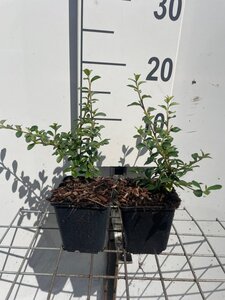 Cotoneaster suec. 'Skogholm' geen maat specificatie 0,55L/P9cm