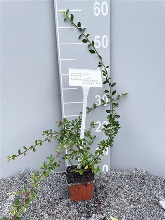 Cotoneaster suec. 'Skogholm' geen maat specificatie 0,55L/P9cm - afbeelding 1