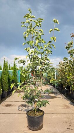 Cornus 'Starlight' 150-175 cm cont. 35L - afbeelding 1