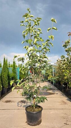 Cornus 'Starlight' 150-175 cm cont. 35L - afbeelding 2