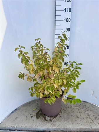 Cornus sang. 'Winter Beauty' 40-50 cm cont. 10L - afbeelding 7