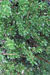 Cotoneaster microphyllus 30-40 cm cont. 3,0L