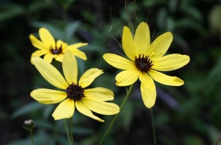 Coreopsis tripteris geen maat specificatie 0,55L/P9cm - afbeelding 1