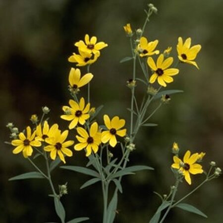 Coreopsis tripteris geen maat specificatie 0,55L/P9cm - afbeelding 2