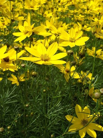 Coreopsis vert. 'Grandiflora' geen maat specificatie 0,55L/P9cm - afbeelding 4