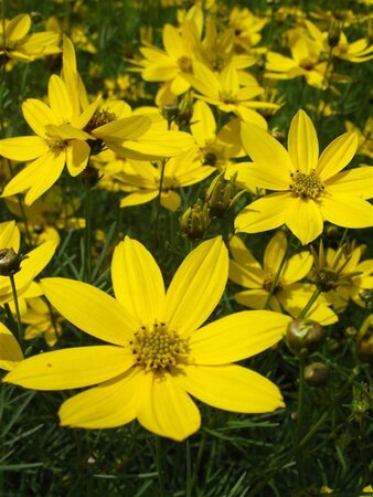 Coreopsis vert. 'Grandiflora' geen maat specificatie 0,55L/P9cm - afbeelding 5