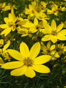 Coreopsis vert. 'Grandiflora' geen maat specificatie 0,55L/P9cm - afbeelding 5