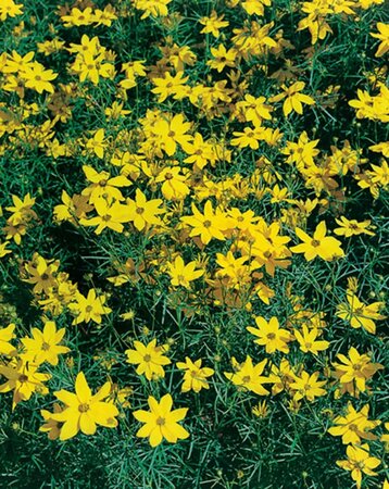 Coreopsis vert. 'Grandiflora' geen maat specificatie 0,55L/P9cm - afbeelding 6