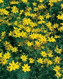 Coreopsis vert. 'Grandiflora' geen maat specificatie 0,55L/P9cm - afbeelding 6
