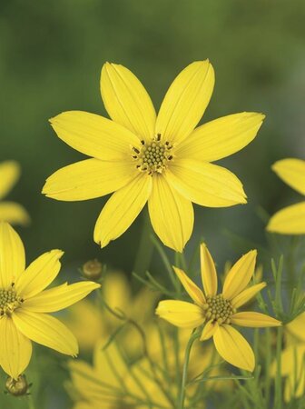 Coreopsis vert. 'Grandiflora' geen maat specificatie 0,55L/P9cm - afbeelding 7
