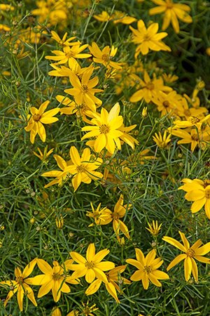 Coreopsis vert. 'Zagreb' geen maat specificatie 0,55L/P9cm - afbeelding 8