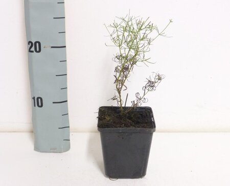 Coreopsis vert. 'Zagreb' geen maat specificatie 0,55L/P9cm - afbeelding 7