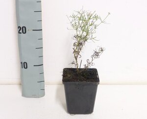 Coreopsis vert. 'Zagreb' geen maat specificatie 0,55L/P9cm - afbeelding 7