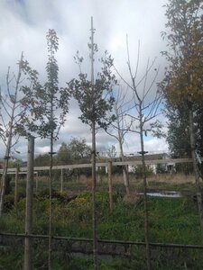 Crataegus lavalleei 'Carrierei' 10-12 Hoogstam draadkluit - afbeelding 5