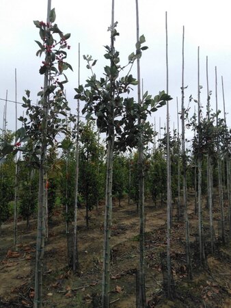 Crataegus lavalleei 'Carrierei' 10-12 Hoogstam wortelgoed - afbeelding 5