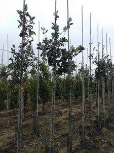 Crataegus lavalleei 'Carrierei' 10-12 Hoogstam wortelgoed - afbeelding 5