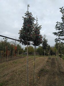 Crataegus lavalleei 'Carrierei' 12-14 Hoogstam wortelgoed 2 X verplant - afbeelding 5