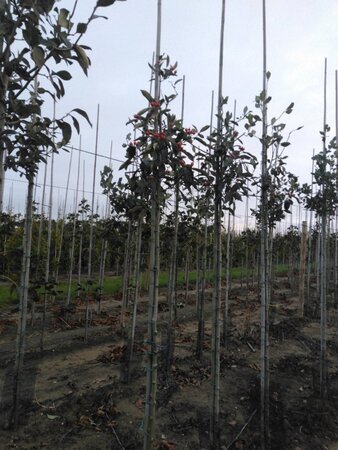 Crataegus lavalleei 'Carrierei' 6-8 Hoogstam wortelgoed - afbeelding 6