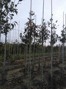 Crataegus lavalleei 'Carrierei' 6-8 Hoogstam wortelgoed - afbeelding 6