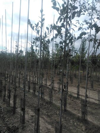 Crataegus lavalleei 'Carrierei' 6-8 Hoogstam wortelgoed - afbeelding 5