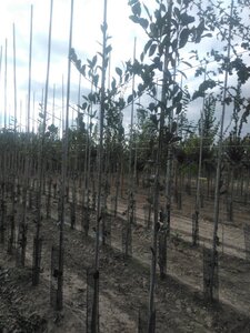 Crataegus lavalleei 'Carrierei' 6-8 Hoogstam wortelgoed - afbeelding 5