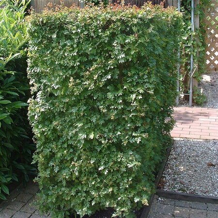 Crataegus monogyna 10-12 Hoogstam wortelgoed - afbeelding 4