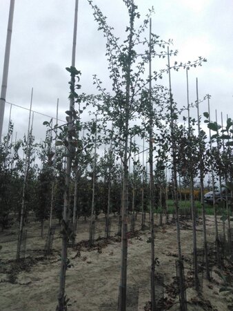 Crataegus monogyna 10-12 Hoogstam wortelgoed - afbeelding 1