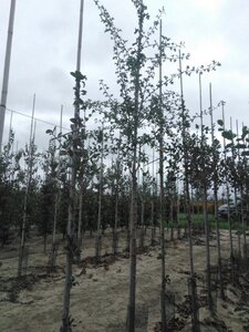 Crataegus monogyna 10-12 Hoogstam wortelgoed