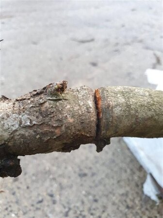 Crataegus monogyna 10-12 Hoogstam wortelgoed - afbeelding 4