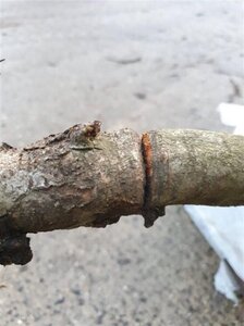 Crataegus monogyna 10-12 Hoogstam wortelgoed - afbeelding 4