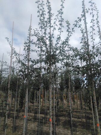 Crataegus monogyna 10-12 Hoogstam wortelgoed - afbeelding 2