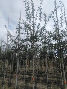 Crataegus monogyna 10-12 Hoogstam wortelgoed - afbeelding 2