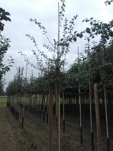 Crataegus monogyna 10-12 Hoogstam wortelgoed - afbeelding 3