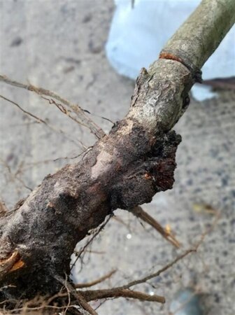 Crataegus monogyna 10-12 Hoogstam wortelgoed - afbeelding 5