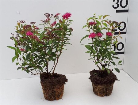 Crataegus monogyna 125-150 cm wortelgoed 2-jarig verplante zaailin