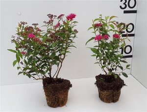 Crataegus monogyna 125-150 cm wortelgoed 2-jarig verplante zaailin