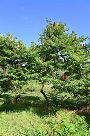 Crataegus monogyna 60-90 cm wortelgoed 2-jarig verplante zaailin