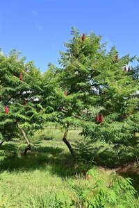 Crataegus monogyna 60-90 cm wortelgoed 2-jarig verplante zaailin