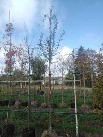 Crataegus media 'Paul's Scarlet' 10-12 Hoogstam draadkluit - afbeelding 2