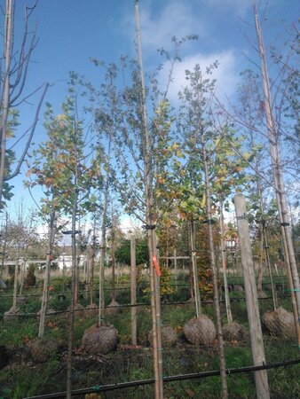 Crataegus media 'Paul's Scarlet' 10-12 Hoogstam draadkluit - afbeelding 1