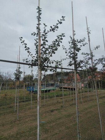 Crataegus media 'Paul's Scarlet' 6-8 Hoogstam wortelgoed - afbeelding 5