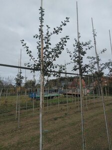 Crataegus media 'Paul's Scarlet' 6-8 Hoogstam wortelgoed - afbeelding 5