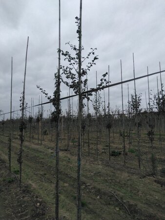 Crataegus media 'Paul's Scarlet' 6-8 Hoogstam wortelgoed - afbeelding 4